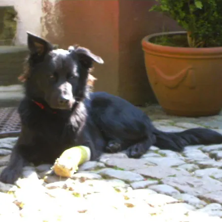 Casa vacanze - Vakantiehuis, Ferienwohnung, 100 Qm, Rollmann, 54578 Nohn, Eifel- Nuerburgring