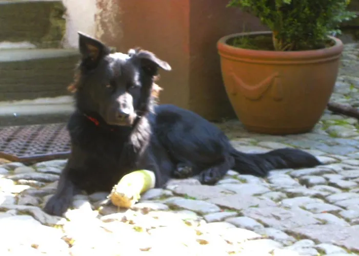 Holiday home - Vakantiehuis, Ferienwohnung, 100 Qm, Rollmann, 54578 Nohn, Eifel- Nuerburgring